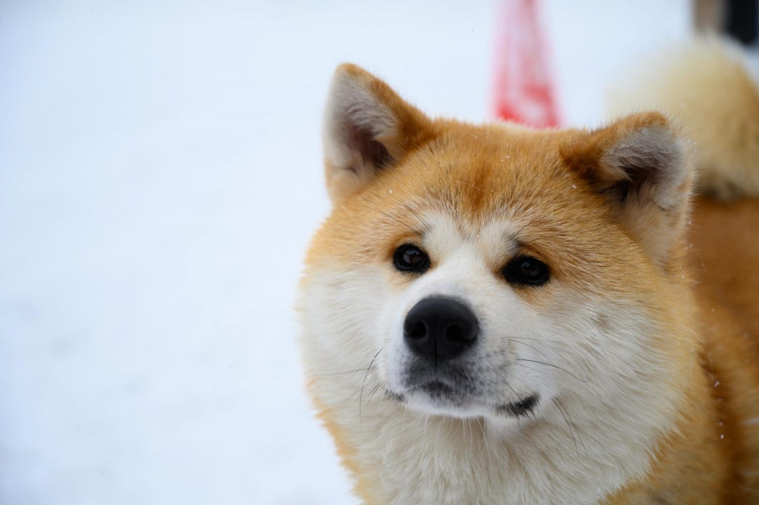 Tracking Akita's Matagi Hunters - Outdoor Japan