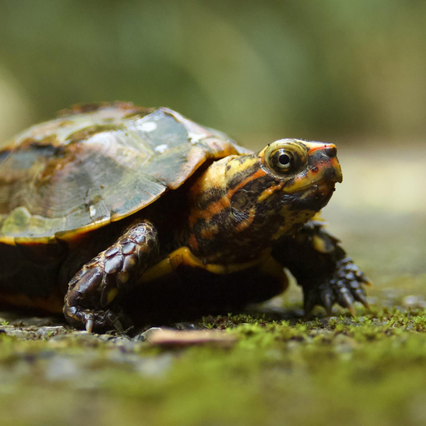 Ryukyu’s Mountain Turtles - Interview with Okinawa Turtle Centre’s Aya ...