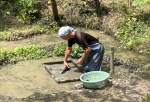 Pride and Preservation in Amami Oshima